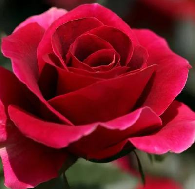 Обои на рабочий стол Красивая красная роза, by PhotographyRW, обои для  рабочего стола, скачать обои, обои бесплатно