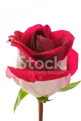 Фотообои Красная роза красивая с каплями росы купить в Москве, Арт. 10-274  в интернет-магазине, цены в Мастерфресок