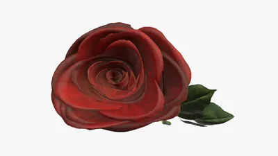 Красивая красная роза на белом фоне :: Стоковая фотография :: Pixel-Shot  Studio