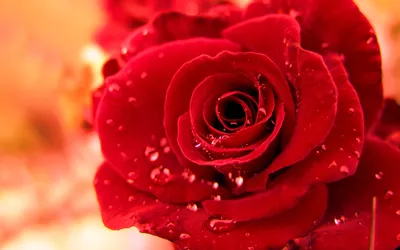 Красивая Настоящая красная роза 11 дюймов на День святого Валентина  покрытая 24-каратным золотом Сохраненная красная роза для свадебных  подарков для любимых | AliExpress