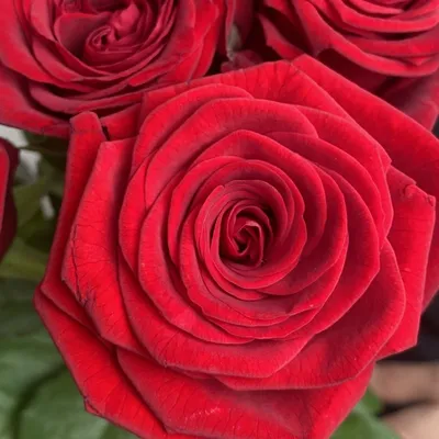 Красивая Красная Роза Черном Фоне стоковое фото ©PantherMediaSeller  501537846