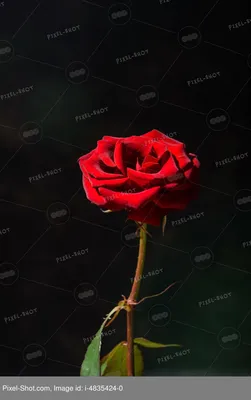 Оригинальная природа красивая красная роза цветок свежий зеленый лист PNG ,  красный цветок розы, природа красивая красная роза цветок, красивая природа красная  роза цветок PNG картинки и пнг PSD рисунок для бесплатной