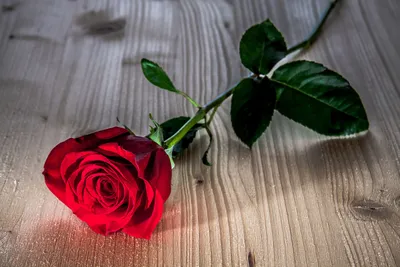 21 красная роза 40 см | купить недорого | доставка по Москве и области