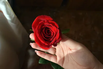Feeby Печать на холсте, Красивая красная роза – лучшие товары в  онлайн-магазине Джум Гик