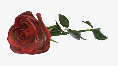 Один Красивая Красная Роза С Черном Фоне — стоковые фотографии и другие  картинки Стебель растения - Стебель растения, Студийная фотография, Цветок  - iStock