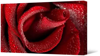 Картинки «Красные розы»: 100 красивых фото цветов