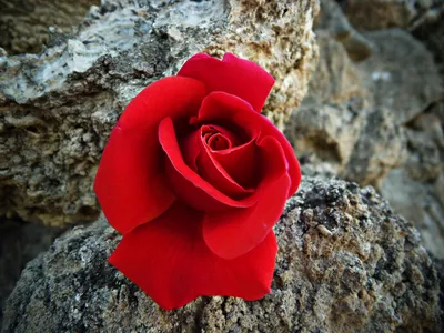 Красная роза😊🌹 | Красная роза, Красивые цветы, Красные розы