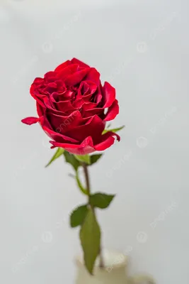 Красивая красная роза стоковое фото. изображение насчитывающей завод -  30677916