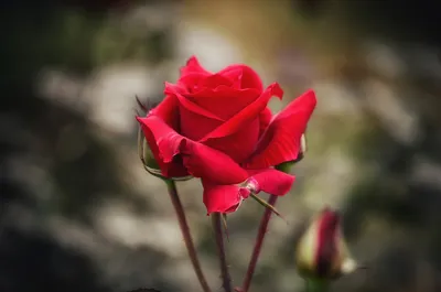Корзина из 101 красной розы \"Ред Наоми\" купить с доставкой по Краснодару