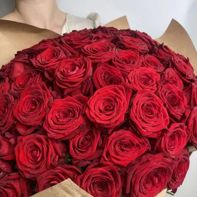 Темно-красная роза после дождя - Красивые картинки обоев для рабочего стола