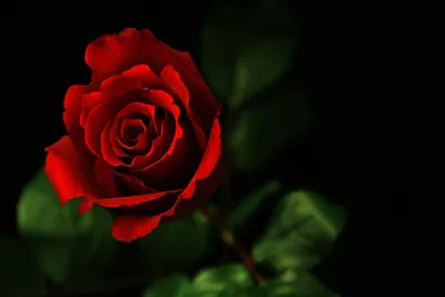 Свежие 91 красная роза в крафте по цене 16235 ₽ - купить в RoseMarkt с  доставкой по Санкт-Петербургу
