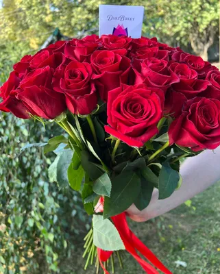 Красивая красная роза на темном фоне :: Стоковая фотография :: Pixel-Shot  Studio