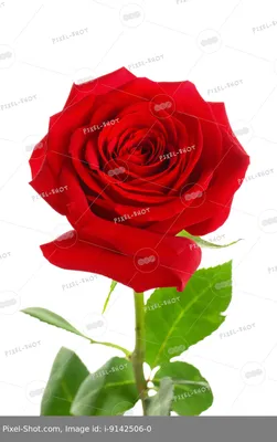 Роза. Самая красивая красная роза. …» — создано в Шедевруме