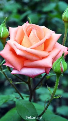 Красивая роза фото