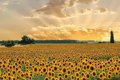 подсолнухи на закате красиво в поле, солнце светит картинка фон картинки и  Фото для бесплатной загрузки