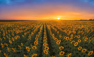 Sunflowers (34 wallpapers) » Смотри Красивые Обои, Wallpapers, Красивые  обои на рабочий стол
