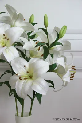 Лилия белая в Славянске-на-Кубани - Купить с доставкой по цене 390 руб. |  Лилия белая в интернет-магазине Ultra Flowers