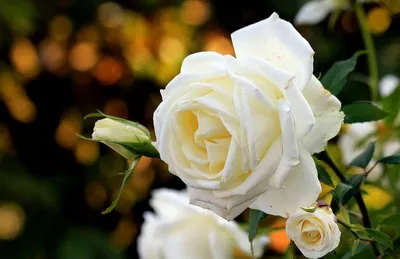 Красивые фото белых роз фотографии