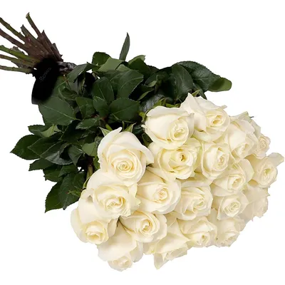 Охапка белых роз - красивые фото