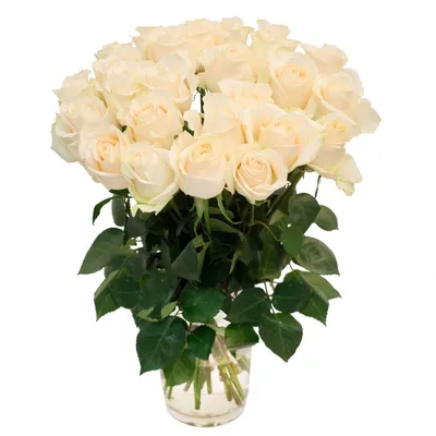 Заказать красивые белые розы FL-676 купить - хорошая цена на красивые белые  розы с доставкой - FLORAN.com.ua