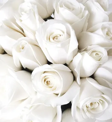 137. Розы белые 11шт Голландия Белые розы доставка - Агава