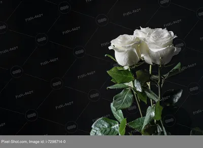Букет 25 красно-белых роз купить по цене 4850.00 руб. с доставкой по Туле –  интернет-магазин «Расцветочка»