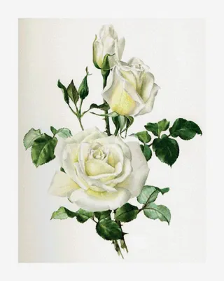 Красивые белые розы - 66 фото