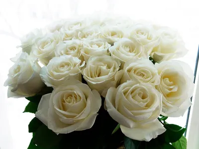 Букет 25 длинных белых роз | купить недорого | доставка по Москве и области