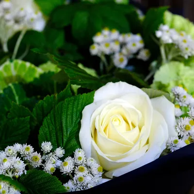Заказать цветы большой букет белых роз FL-1433 купить - хорошая цена на  цветы большой букет белых роз с доставкой - FLORAN.com.ua