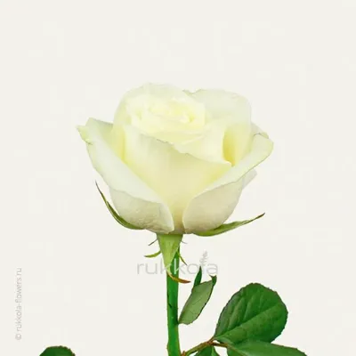 Самые красивые белые розы (100 фото) 🔥 Прикольные картинки и юмор