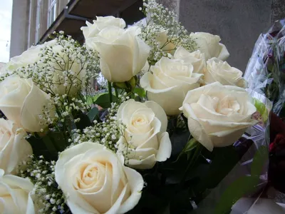 Белые розы (26 лучших фото)