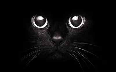 Черная кошка картинки - 66 фото