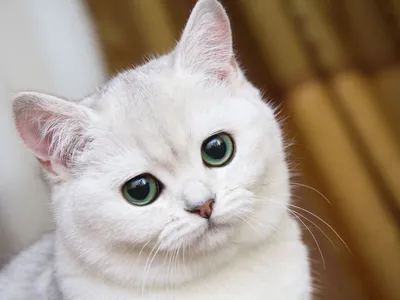 Картинки - Красивый белый кот с большими грустными глазами