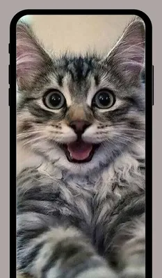 Аватарки Кошки - Интернет-магазин оригинальных запчастей на мобильные  телефоны, планшеты, ноутбуки и прочую электронную технику