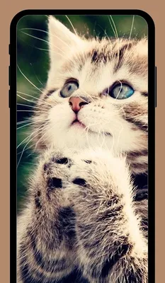 Красивые кошки на аватарку - картинки и фото koshka.top