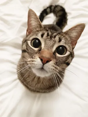 на аватарку | Очаровательные котята, Милые котики, Кошачьи фотографии