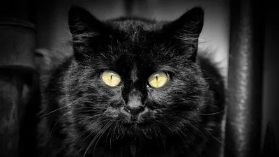 Картинки черной кошки на аву (86 фото)