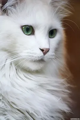 Красивая белая кошка с густой шерстью — Фотографии на аву | Котопес, Белые  кошки, Длинношерстные кошки
