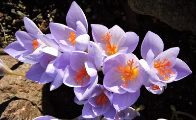 картинки : Крокус, cretan crocus, цветущее растение, tommie crocus,  лепесток, Весенний крокус, весна, Снежный крокус, Ирисовая семья, saffron  crocus, Фиолетовая семья, Дикий цветок, Альт, Многолетнее растение  6000x4000 - Salaleila - 1585421 - красивые ...