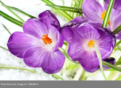Весна Красивые Фиолетовые Крокусы На Белом — стоковая векторная графика и  другие изображения на тему Крокус - Крокус, Цветок, Шафран - iStock