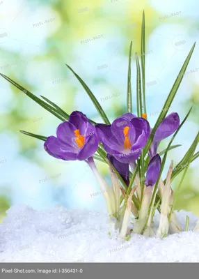 Красивые цветы в пурпуре крокусов весны. Вертикальное изображение. Стоковое  Изображение - изображение насчитывающей крокусы, изображение: 176457137