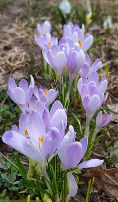 Красивые цветы крокусов весеннего времени в горах Стоковое Изображение -  изображение насчитывающей лужок, свет: 213913905