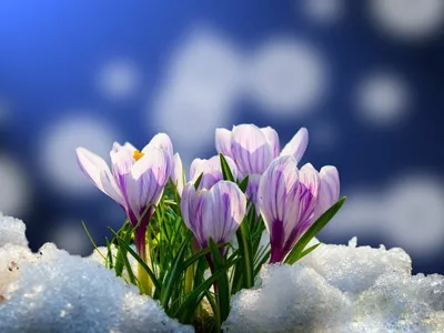 Красивые весенние каникулы крокусов из-под снега весенних цветов Стоковое  Изображение - изображение насчитывающей напольно, природа: 167645293