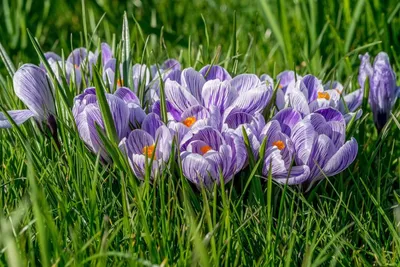 Красивые Весенние Цветы Крокус Множественное Число Крокусов Или Croci  Является Цветущие Растения В Саду — стоковые фотографии и другие картинки  Без людей - iStock