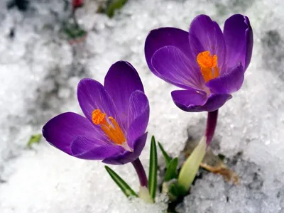 Цветы Весна Крокусы - Бесплатное фото на Pixabay - Pixabay