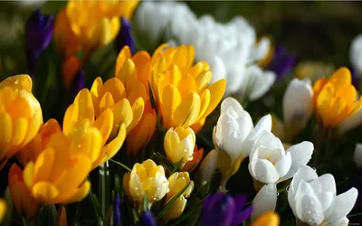 картинки : Крокус, цветы, поле, природа, пейзаж, cretan crocus, цветущее  растение, tommie crocus, лепесток, Весенний крокус, пурпурный, весна,  Снежный крокус, saffron crocus, Ирисовая семья, шафран, Дикий цветок,  Многолетнее растение 5536x3691 - maka