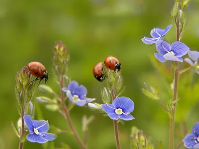 Лето summer, nature, wallpaper 248 фото, обои на рабочий стол