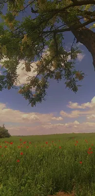 Summer🌻 | Summer landscape, Pretty landscapes, Nature photography