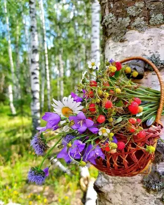 Лето природа - красивые фото
