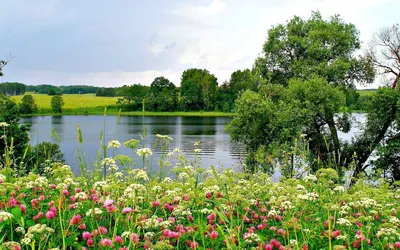 ЛЕТО! 🦋🍃🌼🍓🍀🌼🌿🦋 природа | Природа, Цветочные композиции, Цветочный